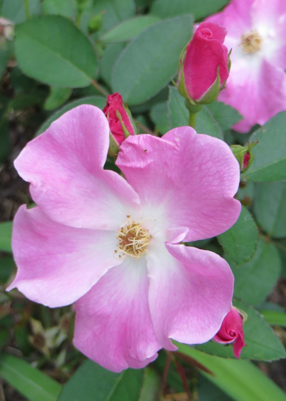 Photo of Rose (Rosa 'Nearly Wild') uploaded by foraygardengirl