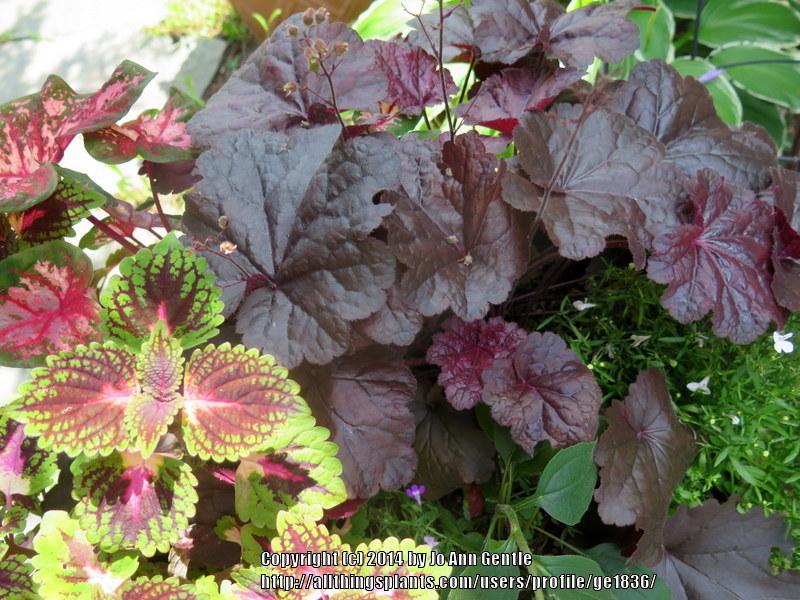 Photo of Coral Bells (Heuchera 'Creole Nights') uploaded by ge1836