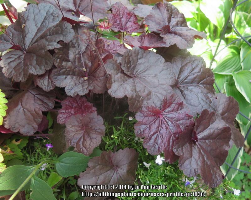 Photo of Coral Bells (Heuchera 'Creole Nights') uploaded by ge1836