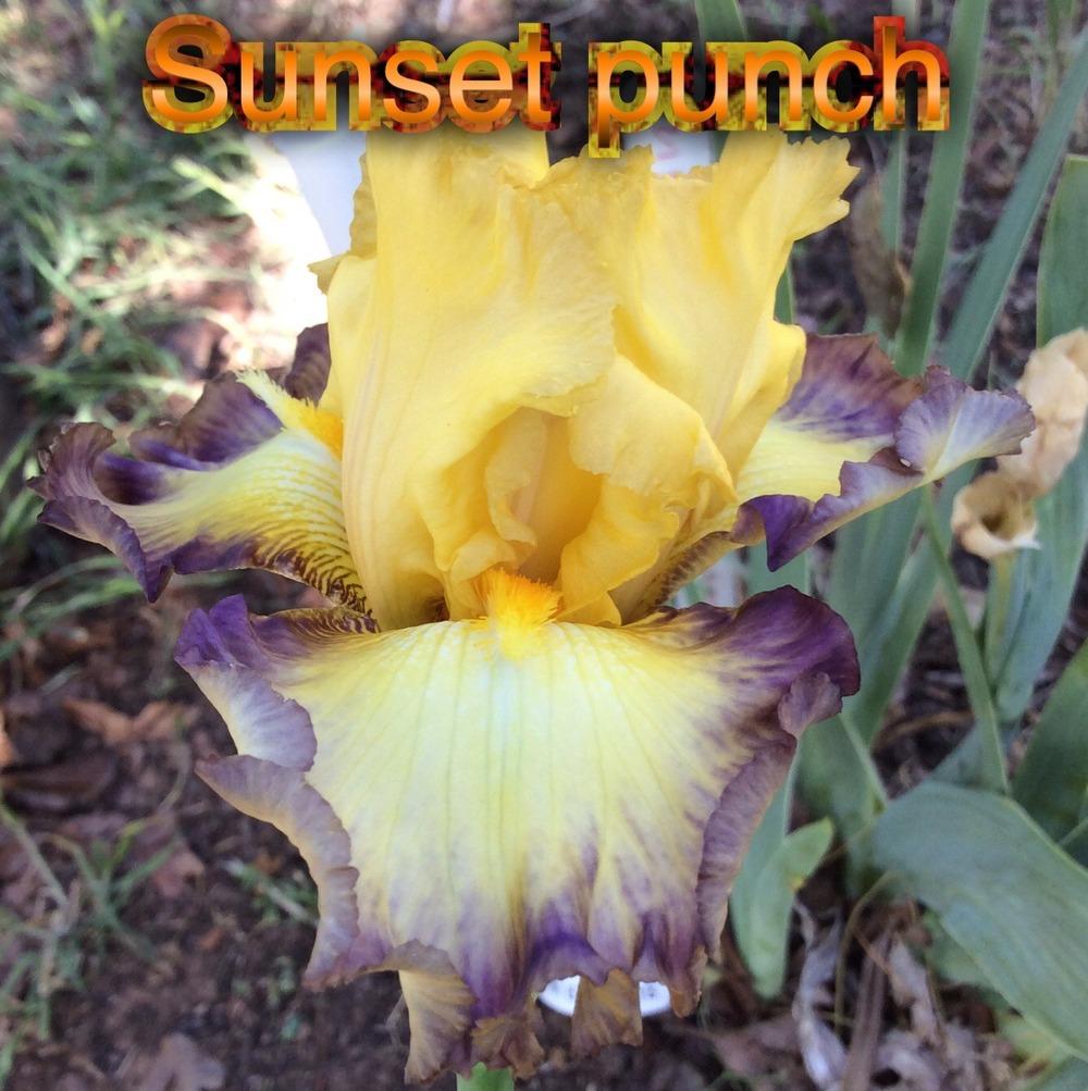 Photo of Tall Bearded Iris (Iris 'Sunset Punch') uploaded by kidfishing
