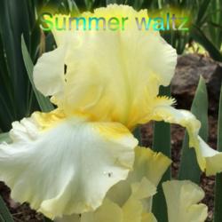 Location: Jones OK,
Date: April 2014
Summer Waltz
