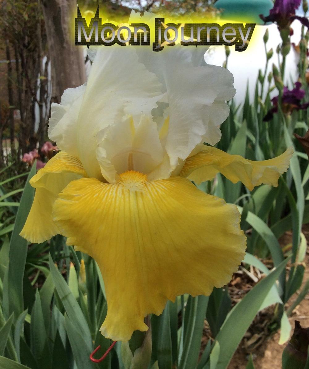 Photo of Tall Bearded Iris (Iris 'Moon Journey') uploaded by kidfishing