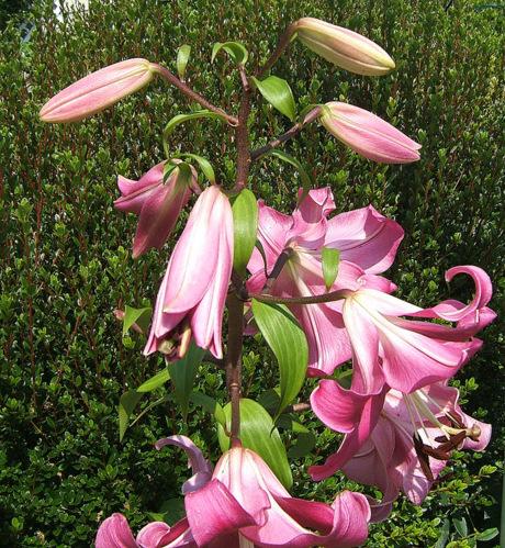 Photo of Lily (Lilium 'Robina') uploaded by pirl