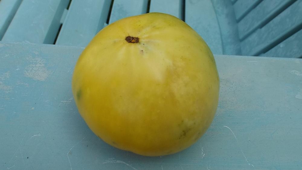 Photo of Tomato (Solanum lycopersicum 'Old Yellow Candy Stripe') uploaded by poisondartfrog