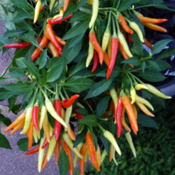 Location: Lincoln NE zone 5
Date: 2014-07-21
Red, yellow and orange peppers all at once are very ornamental.