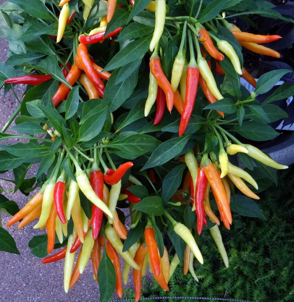 Photo of Ornamental Pepper (Capsicum annuum 'Chilly Chili') uploaded by stilldew