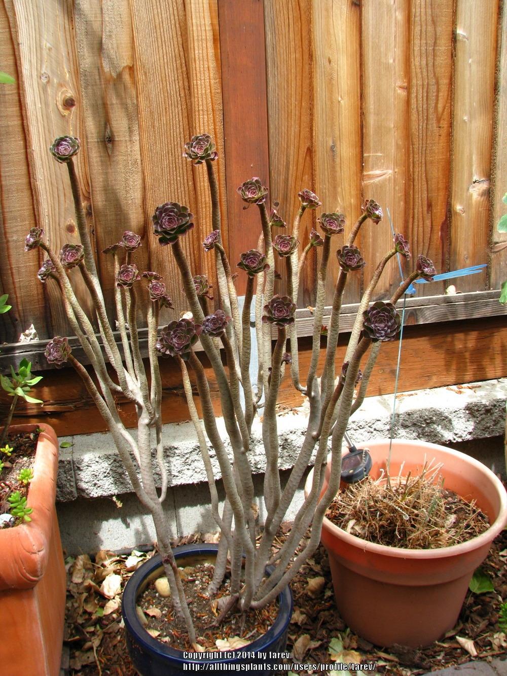 Photo of Aeonium (Aeonium arboreum) uploaded by tarev