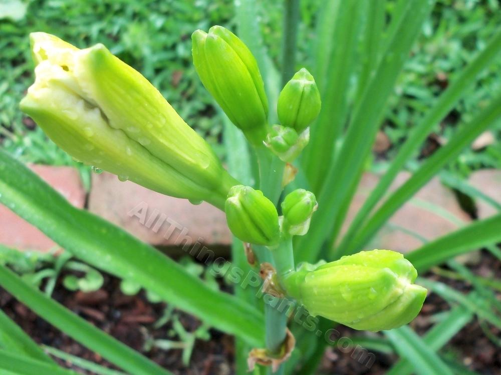 Photo of Daylily (Hemerocallis 'Free as the Wind') uploaded by virginiarose