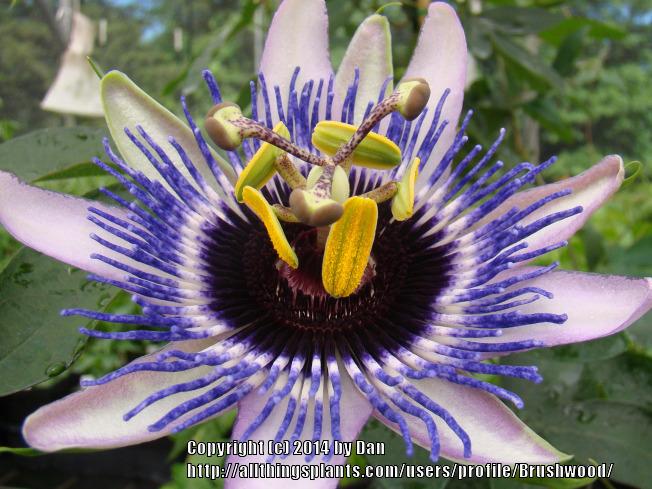 Photo of Passion Vine (Passiflora Damsel’s Delight®) uploaded by Brushwood