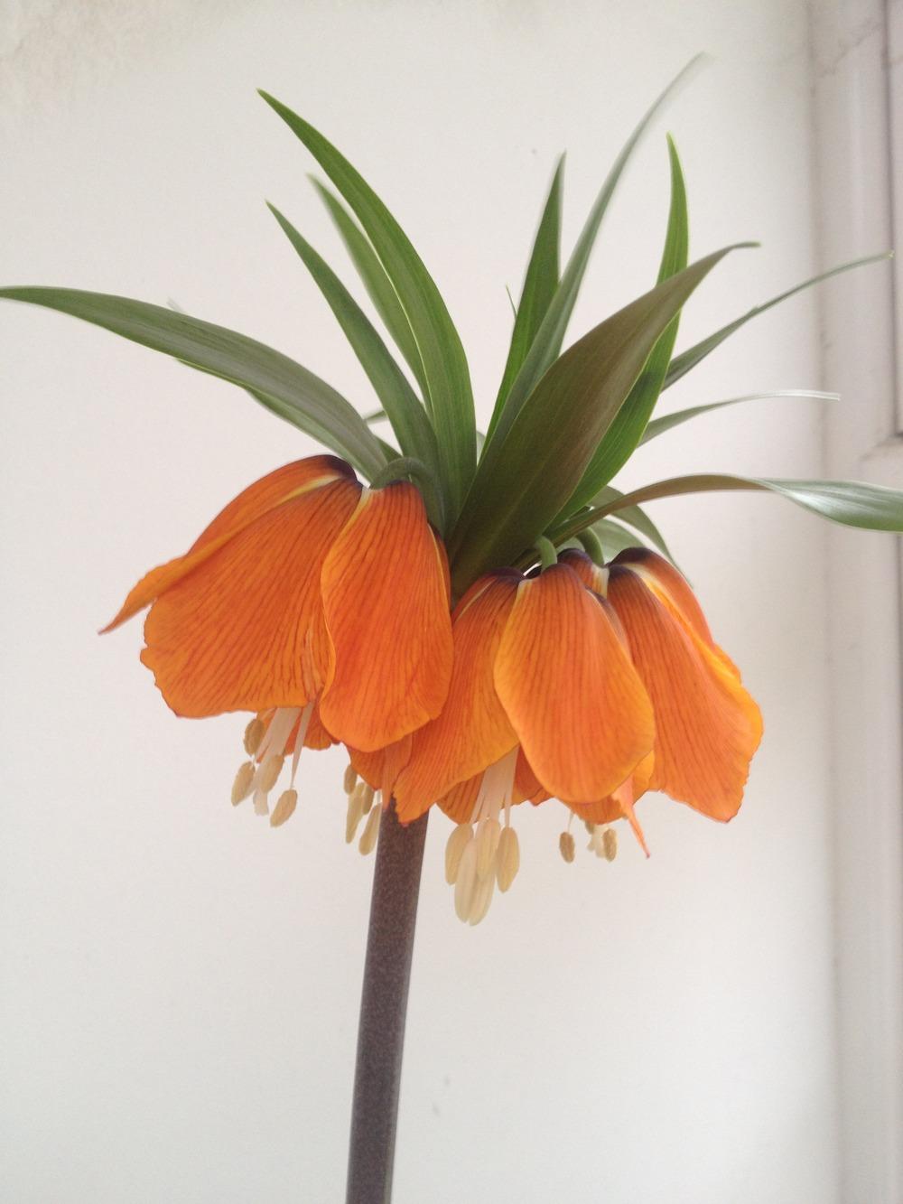 Photo of Crown Imperial Fritillaria (Fritillaria imperialis 'Rubra') uploaded by Cantillon