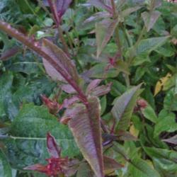 Location: The garden at Sanabria
Date: 2014-07-05
Aromatic leaves, plant grows from the ground in upright stems, oc