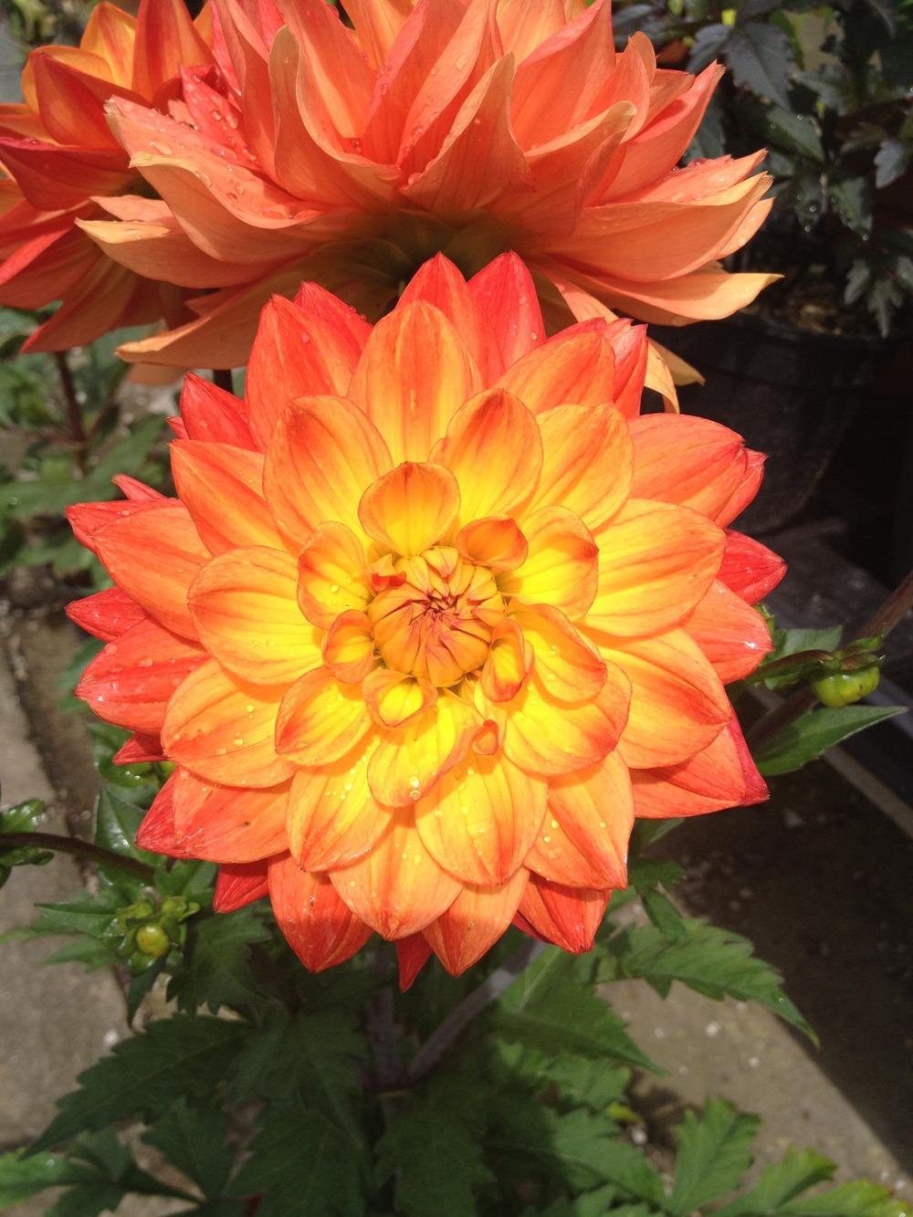 Photo of Dahlia 'Jescot Julie' uploaded by Cantillon