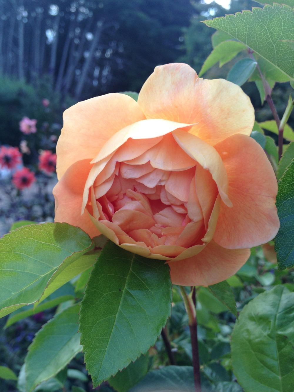 Photo of English Shrub Rose (Rosa 'Pat Austin') uploaded by Cantillon