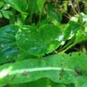 Vine Weevil, Part Two:  Saving the Plants -- Nil Desperandum