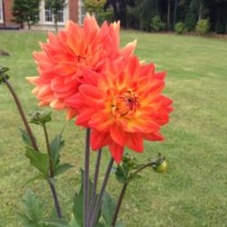 Location: The garden at Sanabria
Date: 2014-07-12
Superb dahlia, lovely complex colour, like a beacon. Excellent in