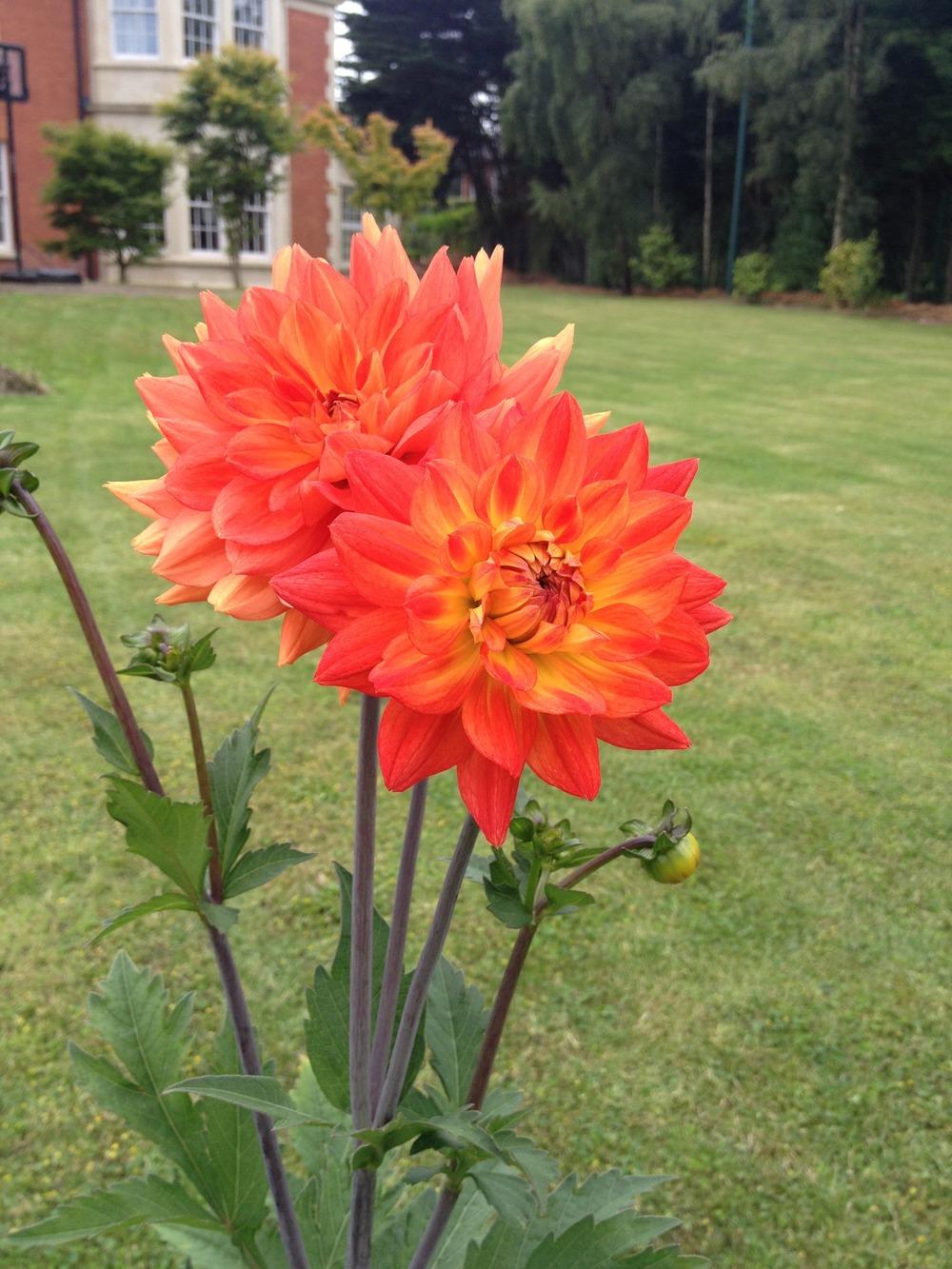 Photo of Dahlia 'Jescot Julie' uploaded by Cantillon