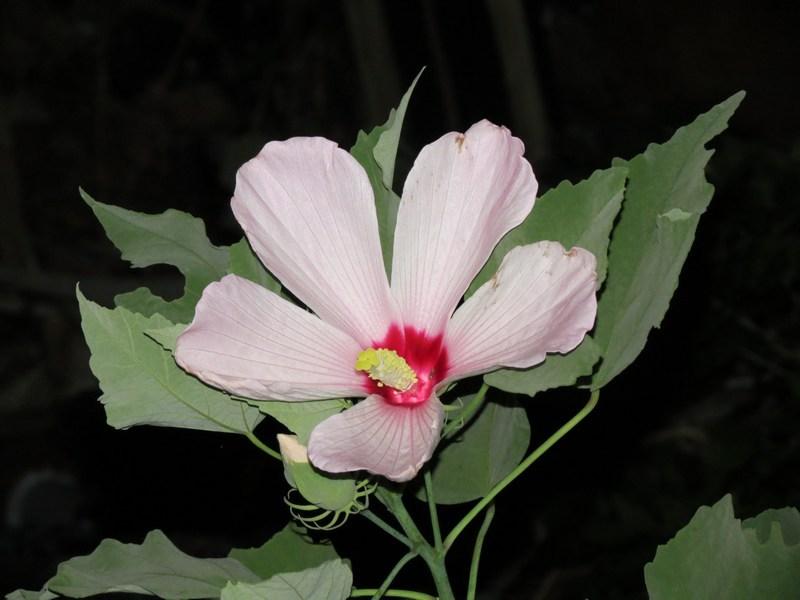Photo of Large-Flowered Hibiscus (Hibiscus grandiflorus) uploaded by Horntoad