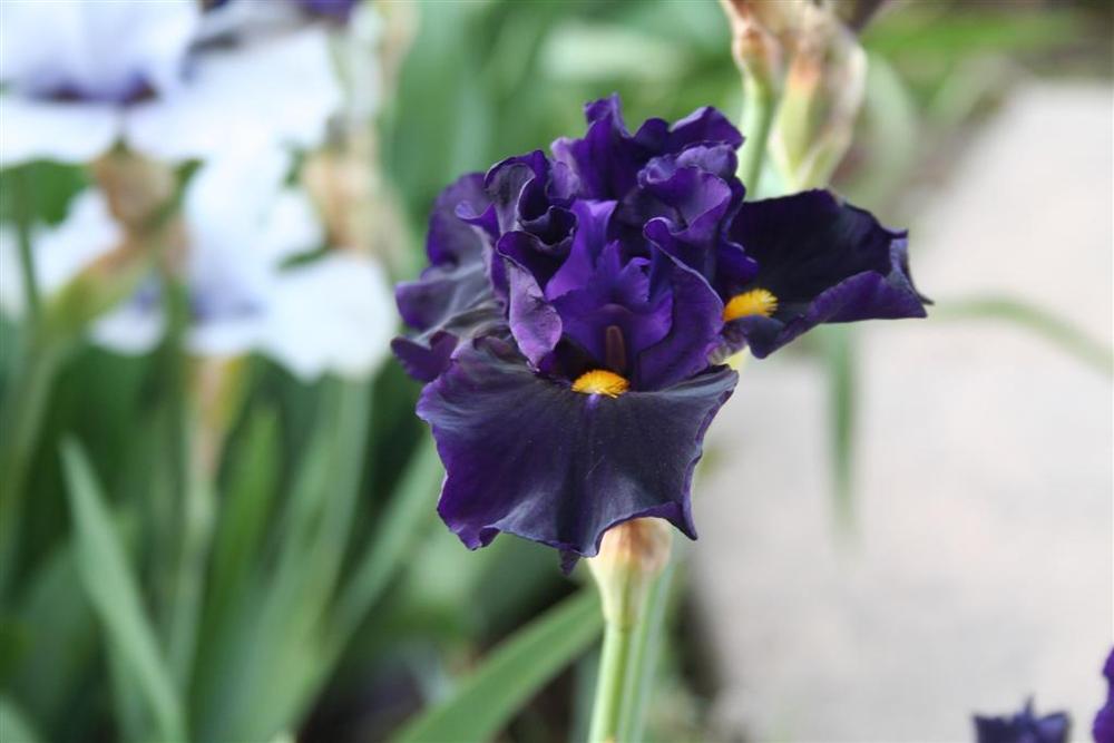 Photo of Border Bearded Iris (Iris 'Lady of the Night') uploaded by KentPfeiffer