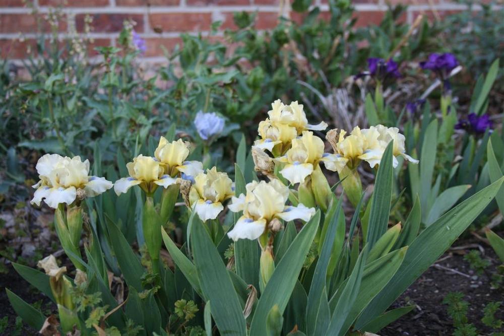 Photo of Standard Dwarf Bearded Iris (Iris 'Lemon Twist') uploaded by KentPfeiffer