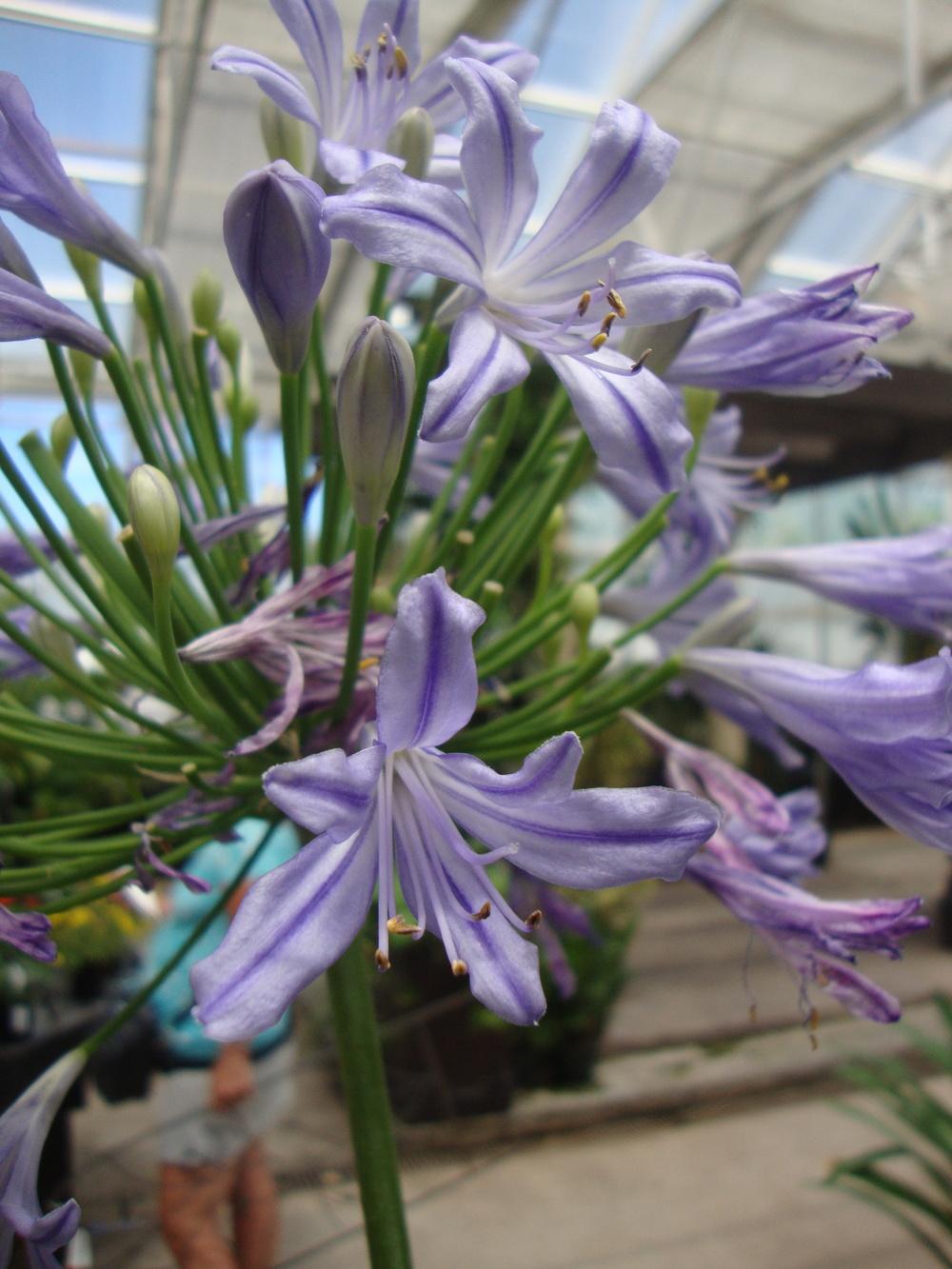 Photo of Lily of the Nile (Agapanthus) uploaded by Paul2032