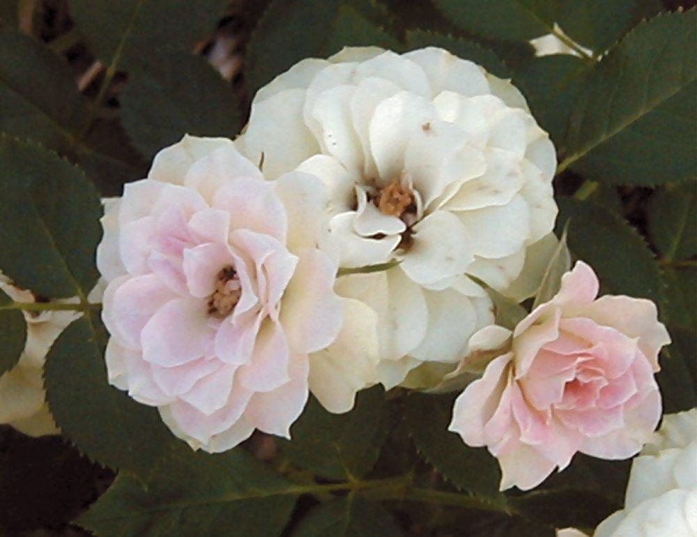 Photo of Rose (Rosa 'Rainforest') uploaded by RoseBlush1