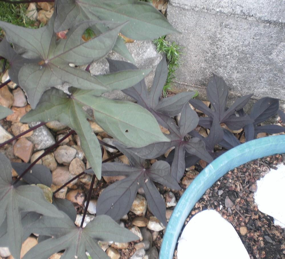 Photo of Sweet Potato Vine (Ipomoea batatas 'Little Blackie') uploaded by SongofJoy