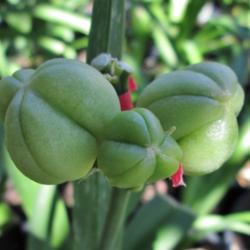 Location: Northern California Zone 9b
Date: 2014-07-23
Pacific Moon seed pods.
