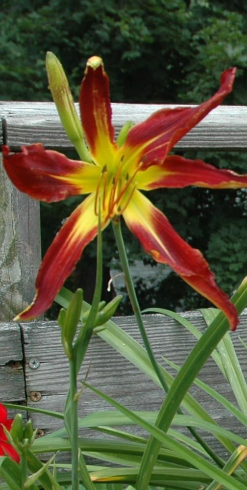 Photo of Daylily (Hemerocallis 'Red Viper') uploaded by crittergarden