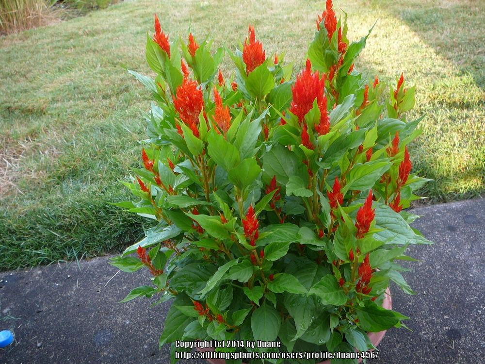 Photo of Cockscomb (Celosia argentea First Flame™ Orange) uploaded by duane456