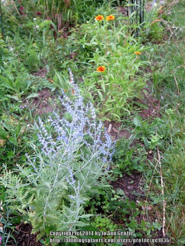 Photo of Russian Sage (Salvia Lacey Blue®) uploaded by ge1836