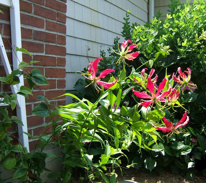 Photo of Gloriosa Lily (Gloriosa superba 'Rothschildiana') uploaded by pirl