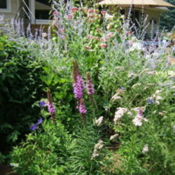 Location: montana grandiflora garden
Date: 2011-0721
Garden setting