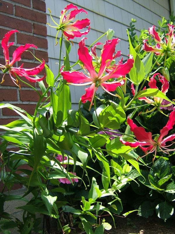 Photo of Gloriosa Lily (Gloriosa superba 'Rothschildiana') uploaded by pirl