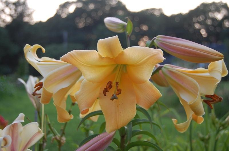 Photo of Lily (Lilium 'Orania') uploaded by pixie62560