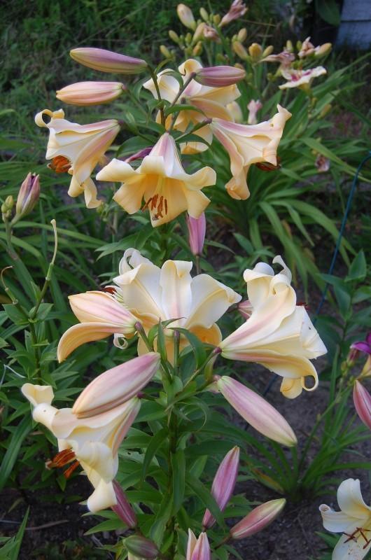 Photo of Lily (Lilium 'Orania') uploaded by pixie62560