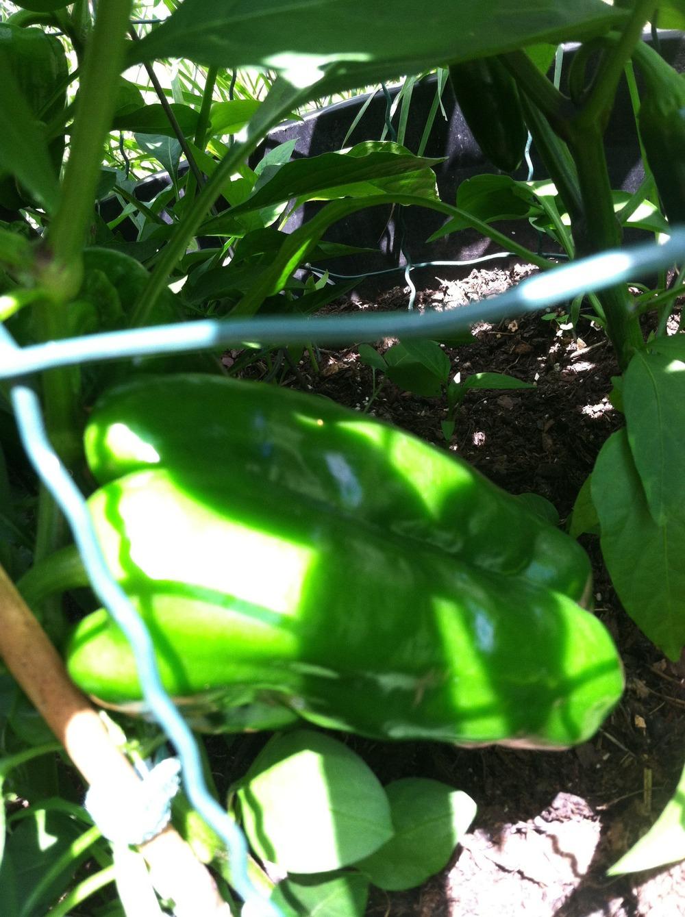 Photo of Bell Pepper (Capsicum annuum 'Karma') uploaded by Anderwood