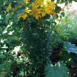 Location: The garden at Sanabria
Date: 2014-07-08
These grew in heavy shade, 3 ft tall, very strong upright stems, 