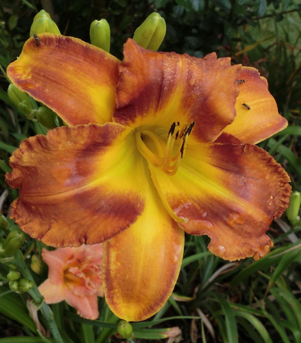 Photo of Daylily (Hemerocallis 'Westbourne Oranges for Christmas') uploaded by Ditchlily