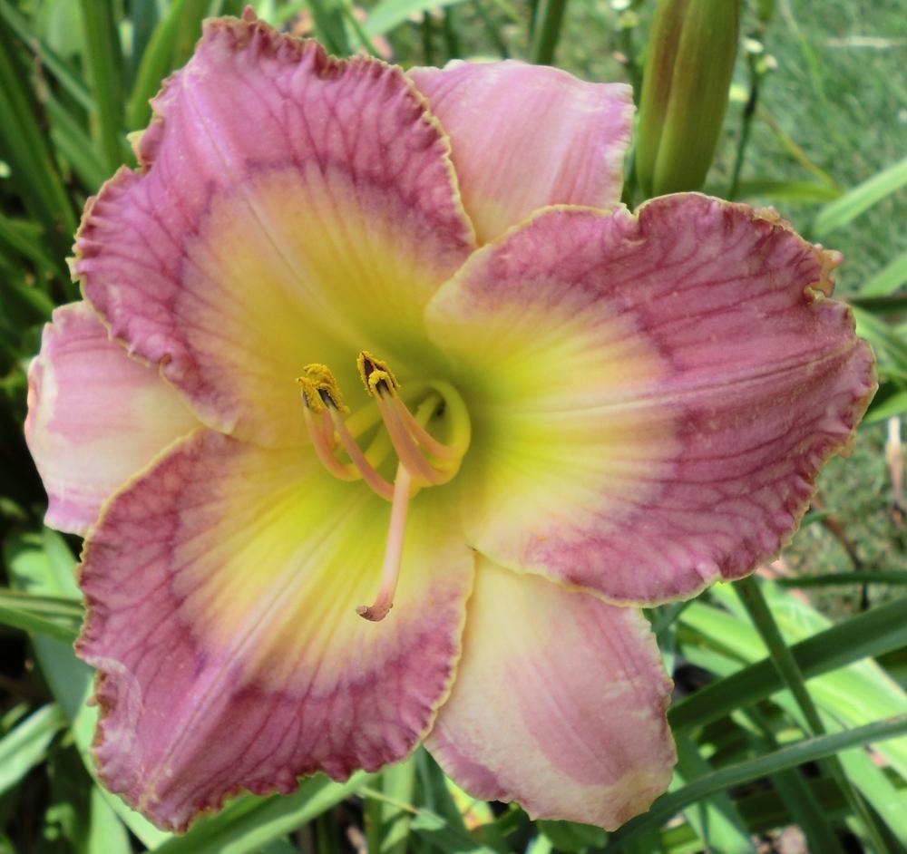 Photo of Daylily (Hemerocallis 'Westbourne Perfect Day') uploaded by Ditchlily
