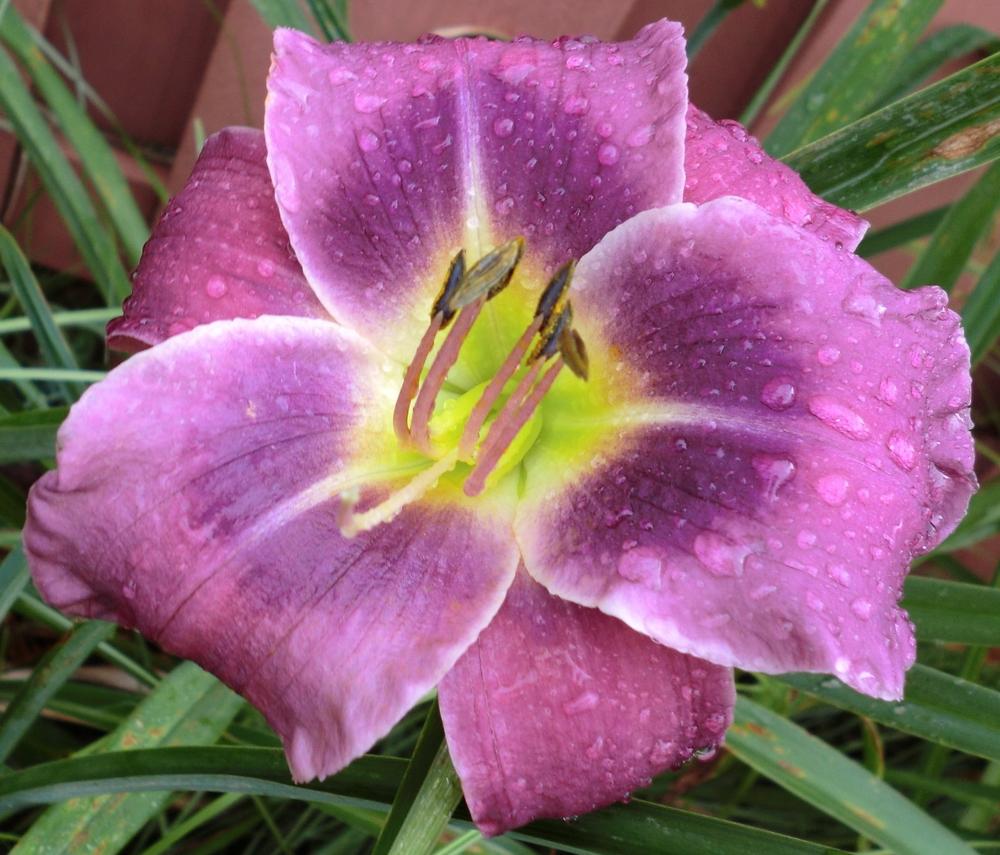 Photo of Daylily (Hemerocallis 'Westbourne on the Wings of a Dove') uploaded by Ditchlily