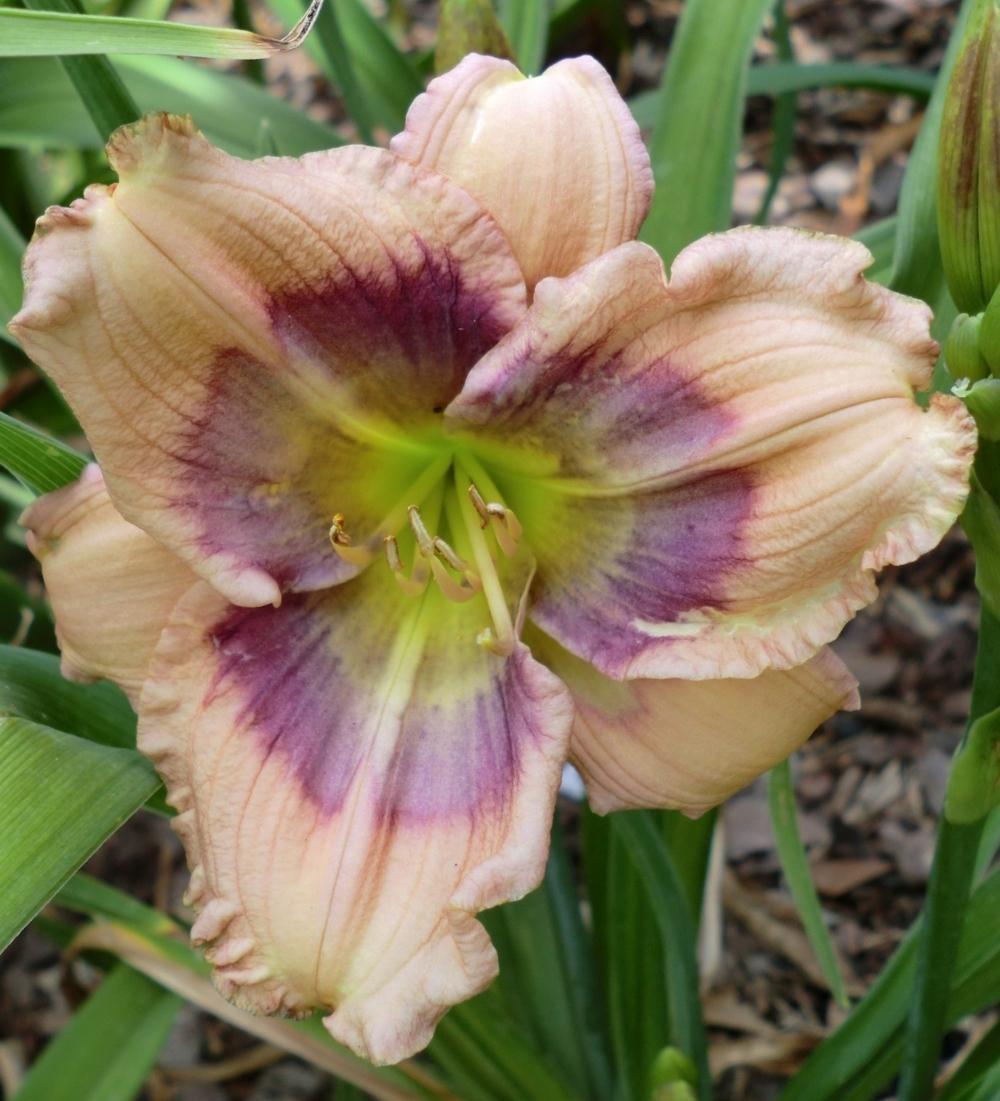 Photo of Daylily (Hemerocallis 'Westbourne Hummingbird's Delight') uploaded by Ditchlily