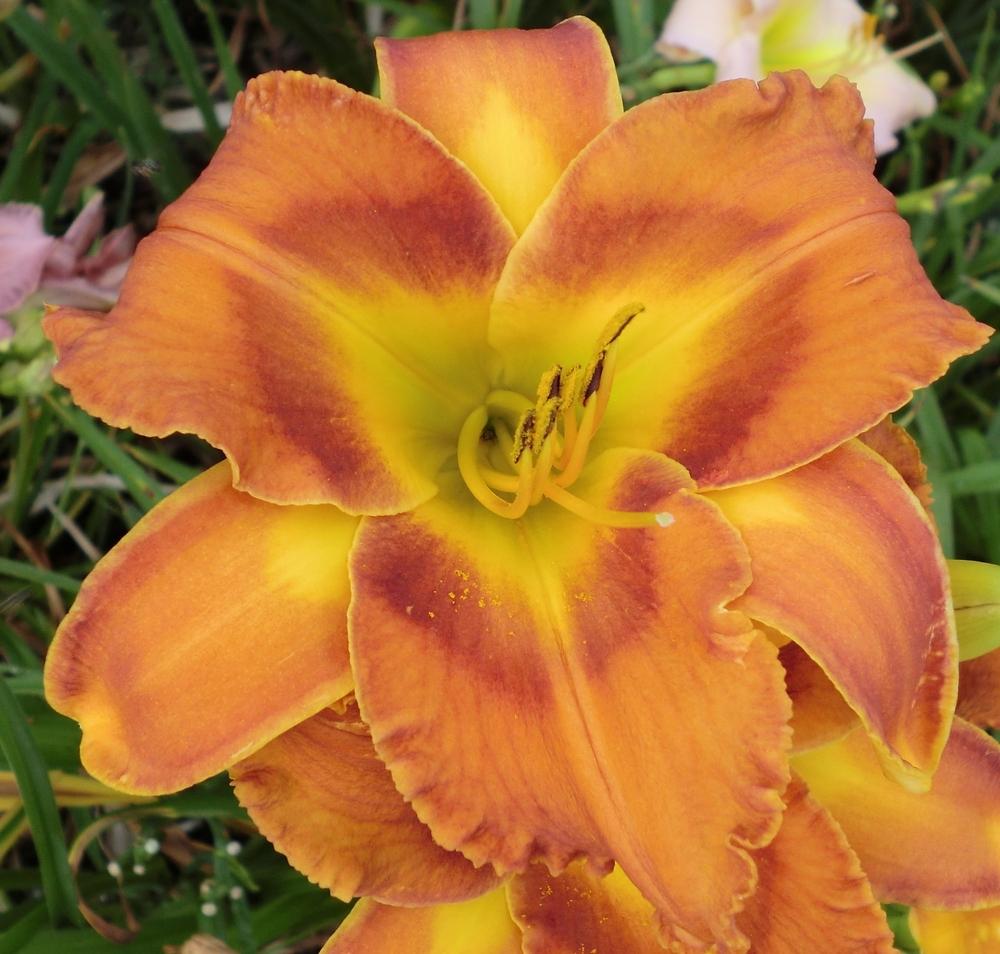 Photo of Daylily (Hemerocallis 'Westbourne Oranges for Christmas') uploaded by Ditchlily