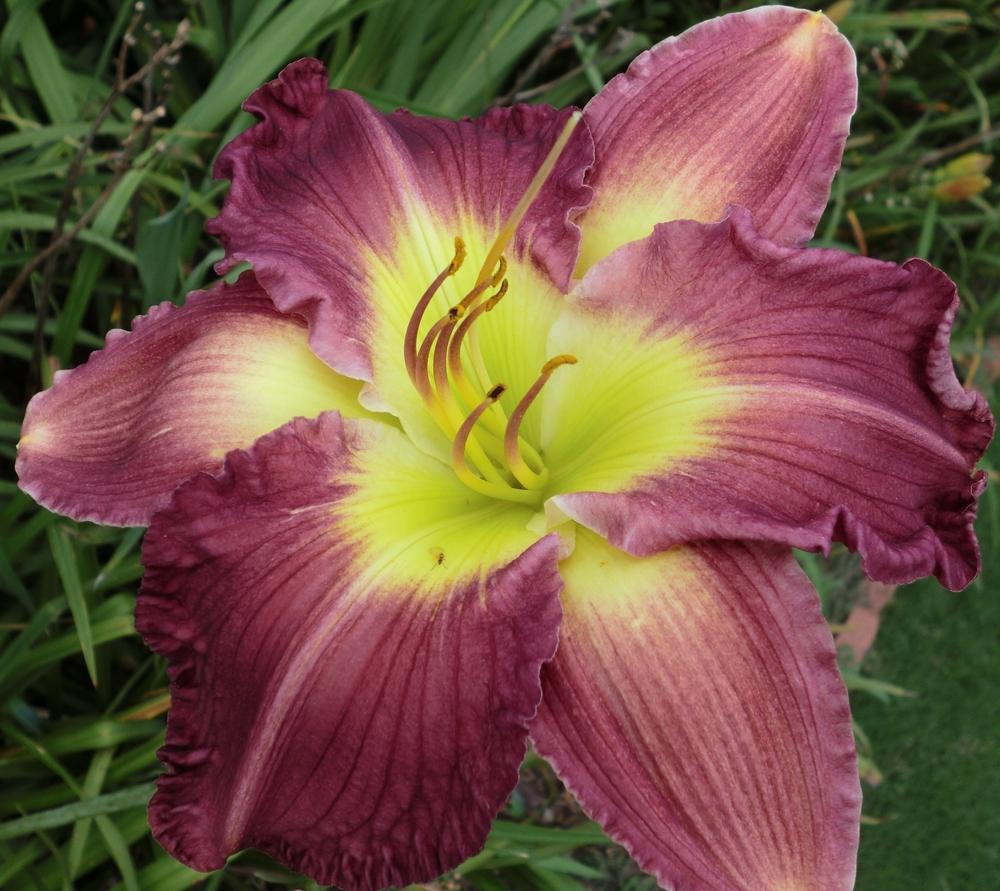 Photo of Daylily (Hemerocallis 'Westbourne Mom's Whistling Teapot') uploaded by Ditchlily