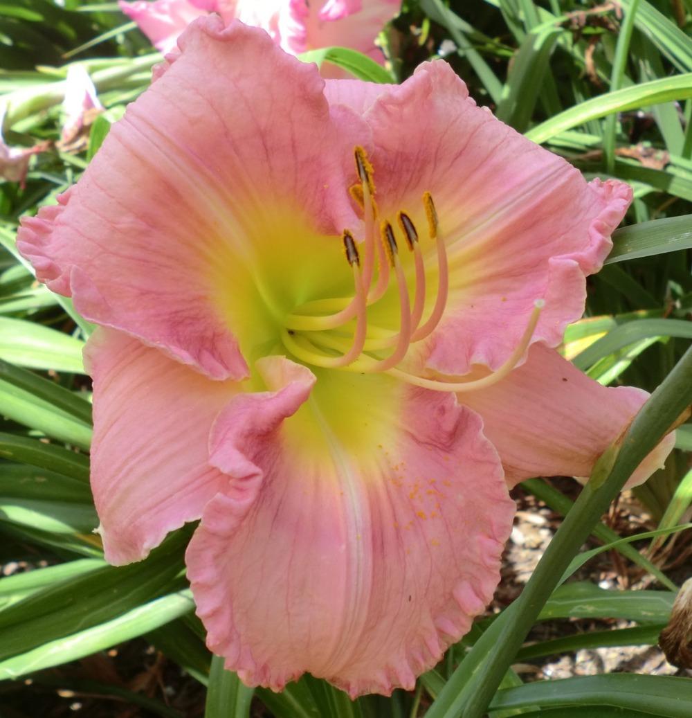 Photo of Daylily (Hemerocallis 'Westbourne Tickled Pink') uploaded by Ditchlily