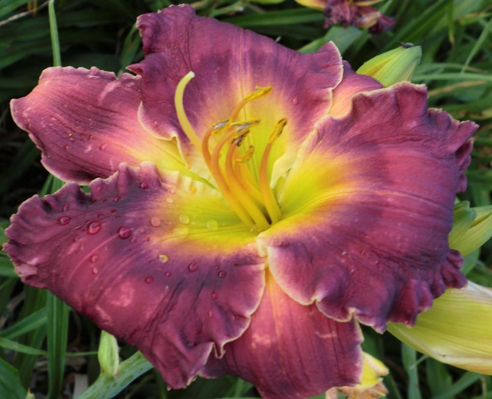 Photo of Daylily (Hemerocallis 'Westbourne Master's Bouquet') uploaded by Ditchlily