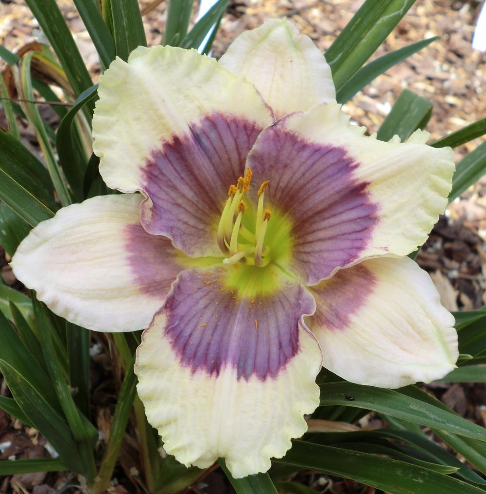 Photo of Daylily (Hemerocallis 'Westbourne Easter Egg Hunt') uploaded by Ditchlily