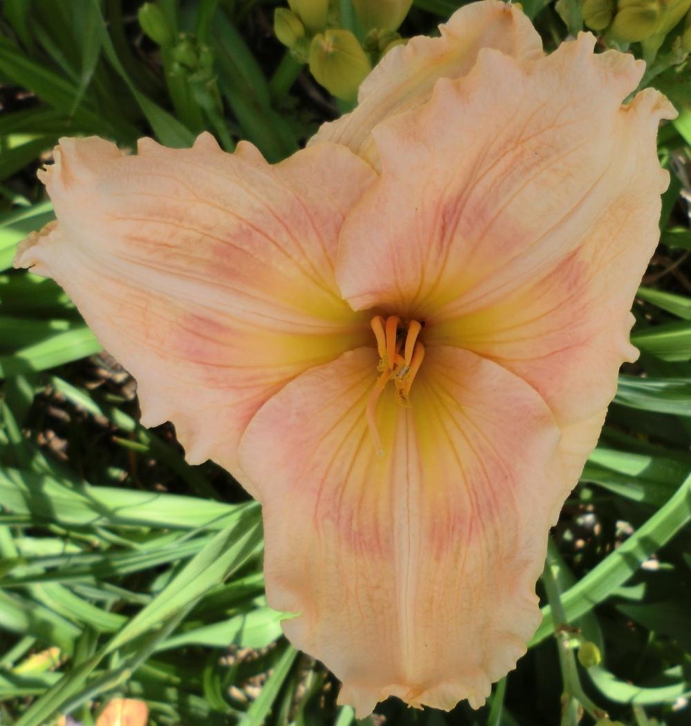 Photo of Daylily (Hemerocallis 'Westbourne Sent from Heaven') uploaded by Ditchlily