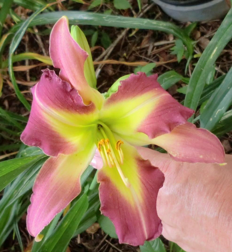Photo of Daylily (Hemerocallis 'Westbourne a Chip off the Ol Block') uploaded by Ditchlily