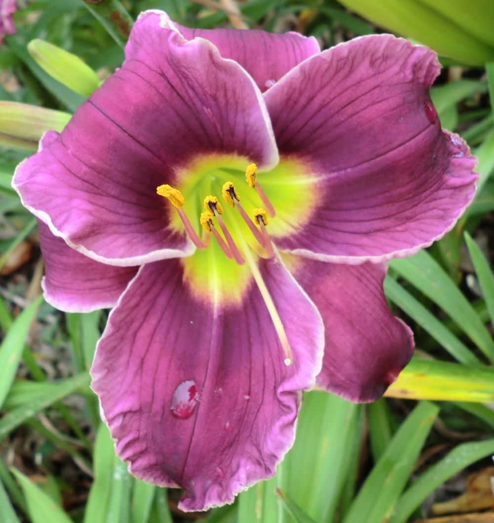Photo of Daylily (Hemerocallis 'Westbourne Silver Linings') uploaded by Ditchlily