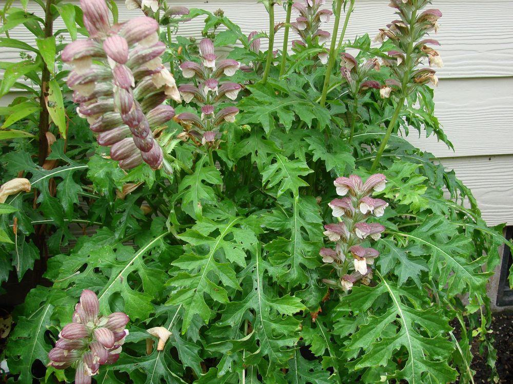 Photo of Bear's Breeches (Acanthus hungaricus) uploaded by Joy